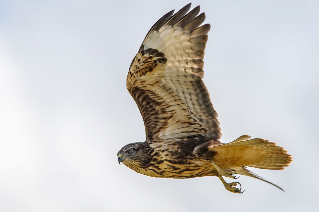 Poiana Buteo buteo